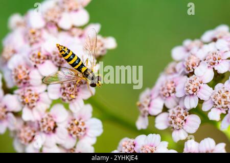 Long Hoverfly (Sphaerophoria scripta) on yarrow (Achillea millefolium), Protected limestone coast, Lorry-Mardigny, Lorraine, France Stock Photo