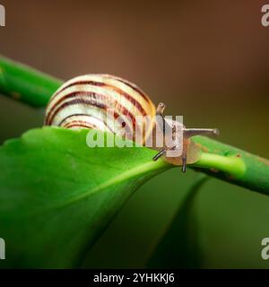 Close up view of a garden snail climbing over a green leaf with focus on its head and coloured shell behind him. Stock Photo