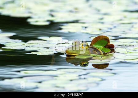 North American Bullfrog (Lithobates catesbeianus), warming up in the sun on the surface of the water, La Mauricie National Park, Province of Quebec, C Stock Photo