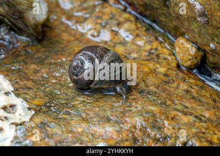 Common periwinkle (Littorina littorea) crawling on a rock at low tide, Cotes-d'Armor, France Stock Photo