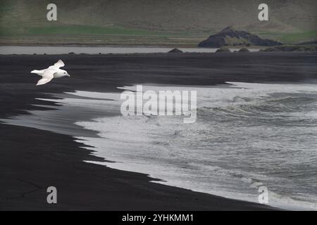 Northern Fulmar (Fulmarus glacialis) in flight on the black sand beach of Dyrholaey, Iceland Stock Photo