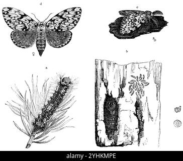 Black Arches, a) caterpillar, b) piece of bark with two egg clusters, young caterpillars (mirror) and a pupa, c) male, d) female, Lymantria monacha,  (zoology book, 1872), Nonne, a) Raupe, b) Borkenstück mit zwei Eierhaufen, junge Räupchen (Spiegel) und einer Puppe, c) Männchen, d) Weibchen, Nonne, a) chenille, b) morceau d'écorce avec deux amas d'œufs, de jeunes chenilles (miroir) et une chrysalide, c) mâle, d) femelle Stock Photo