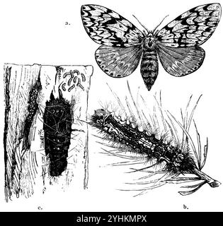 Black Arches, A) Female butterfly, b) caterpillar of the nun, c) pupa, above young caterpillar, on the left a pile of eggs, Lymantria monacha,  (encyclopedia, 1893), Nonne, A) Weiblicher Schmetterling, b) Raupe der Nonne, c) Puppe, oberhalb junge Raupe, links ein Eierhaufen, Nonne, A) Papillon femelle, b) chenille de la nonne, c) chrysalide, au-dessus jeune chenille, à gauche un amas d'œufs Stock Photo