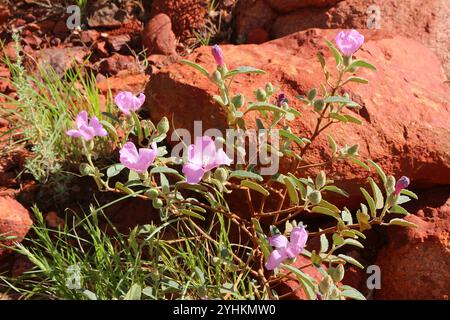 Rock rose (Hibiscus sturtii) growing in the dry soil of the red center of Australia Stock Photo