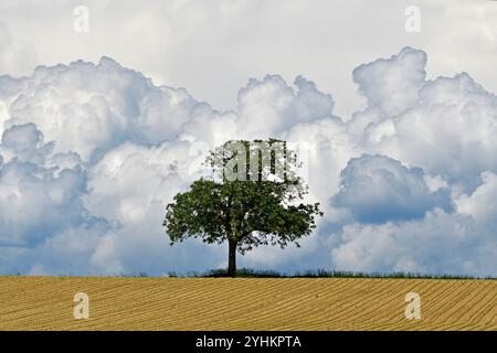 Field tree against a background of cumulus clouds, Alsace, France Stock Photo
