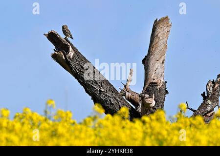 Little owl (Athene noctua) on a dead fruit tree in a field of flowering rapeseed, Doubs, France Stock Photo