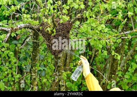 Beekeeper retrieving a swarm of bees hanging from a hazelnut branch, Brognard, Doubs, France Stock Photo