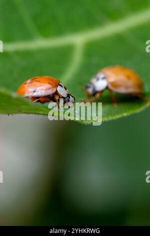 Asian Lady Beetles (Harmonia axyridis) on a leaf, Gers, France Stock Photo