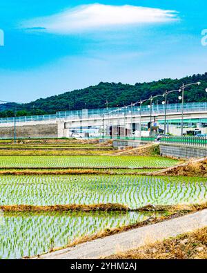 Lush Green Rice Fields with Highway Overpass in the Background Stock Photo