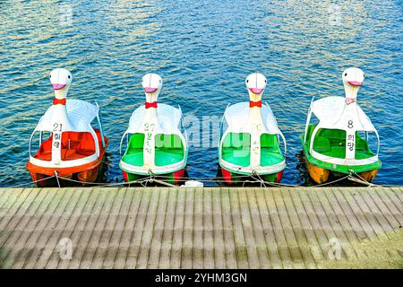 Colorful Swan Paddle Boats Lined Up by the Dock Stock Photo