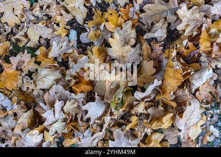 Oak leaves on the ground Stock Photo