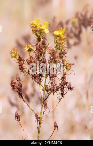 St John's Wort (Hypericum perforatum), inflorescence at the end of the summer season, Lorraine countryside, France Stock Photo