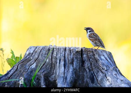 Eurasian Tree Sparrow (Passer montanus) male singing on a stump Stock Photo
