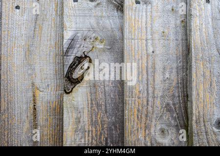 Wooden fence panel background Stock Photo