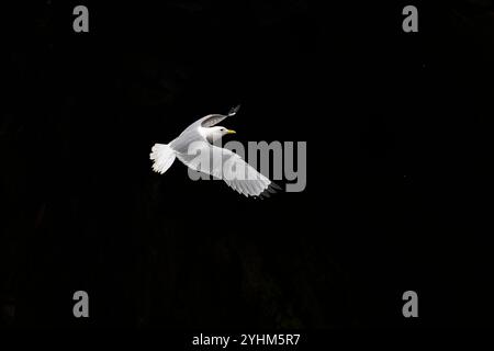 Black-legged kittiwake (Rissa tridactyla), in flight against the dark background of the cliffs on Hornoya Island in Varanger, Norway. Stock Photo