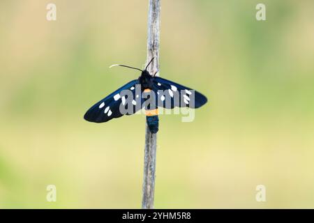 Nine-spotted moth (Amata phegea) on a stem in Hortobagy National Park, Hungary Stock Photo