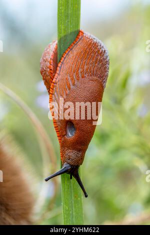 Red Slug (Arion rufus) on leaf, Gers, France Stock Photo