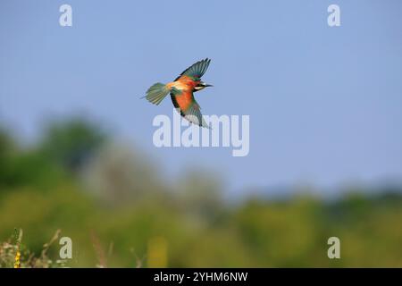 European Bee-eater (Merops apiaster) in flight, France Stock Photo