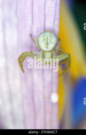 Goldenrod crab spider (Misumena vatia) on a flower, prairies du Fouzon, Loir et Cher, France Stock Photo
