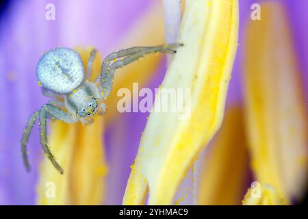 Goldenrod crab spider (Misumena vatia) on a flower, prairies du Fouzon, Loir et Cher, France Stock Photo