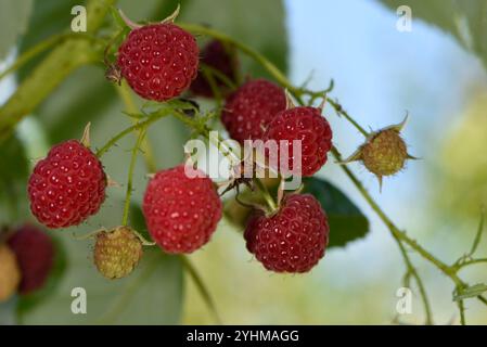 Raspberry (Rubus idaeus), fruits, garden, Belfort, Territoire de Belfort, France Stock Photo