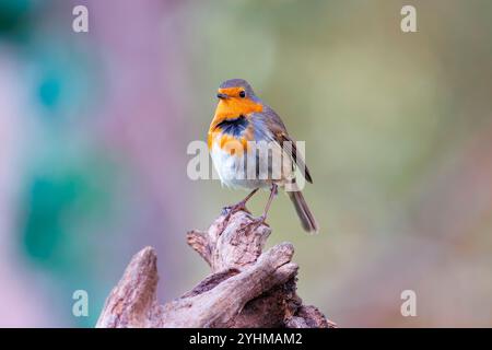 European Robin (Erithacus rubecula), perched on a branch, in an undergrowth, Ille et Vilaine, Brittany, France Stock Photo
