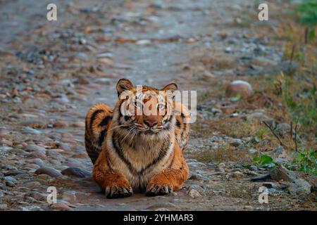 Bengal tiger (Panthera tigris tigris), lying on a track, Jim Corbett National Park, Uttarakhand, India, Asia Stock Photo
