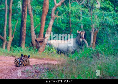 Bengal Tiger (Panthera tigris) hunting a nilgai (Boselaphus tragocamelus), Tadoba National Park, Tadoba Andhari Tiger Reserve, Maharashtra's oldest an Stock Photo