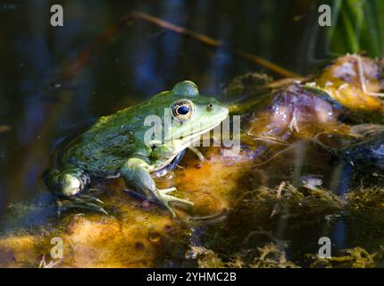 Frog on a green lily leaf in the Dnieper river. Kherson region Ukraine. Stock Photo