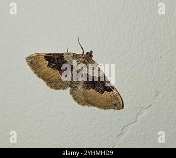 Large Twin-spot Carpet (Xanthorhoe quadrifasiata) Stock Photo