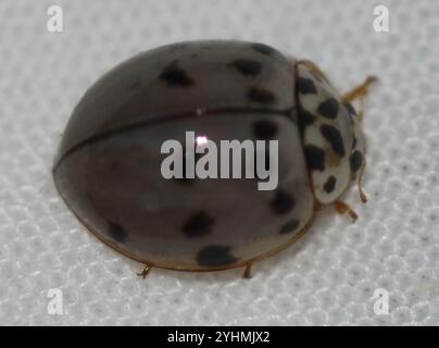 Ashy Gray Lady Beetle (Olla v-nigrum) Stock Photo