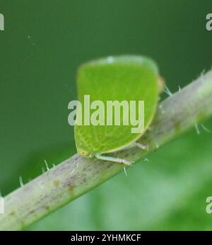 Green Cone-headed Planthopper (Acanalonia conica) Stock Photo