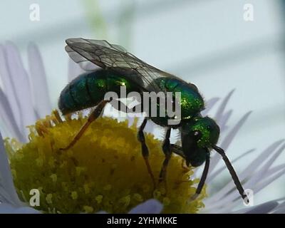 Pure Green Sweat bee (Augochlora pura) Stock Photo