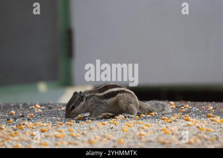 Squirrel Eating Nuts and Corns Stock Photo