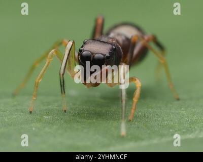 Slender Ant-mimic Jumping Spider (Synemosyna formica) Stock Photo