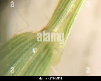 Commons' Panicgrass (Dichanthelium ovale addisonii Stock Photo - Alamy