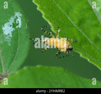 Orange Assassin Bug (Pselliopus barberi) Stock Photo