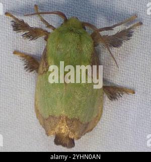 Stinging Rose Caterpillar Moth (Parasa indetermina Stock Photo - Alamy