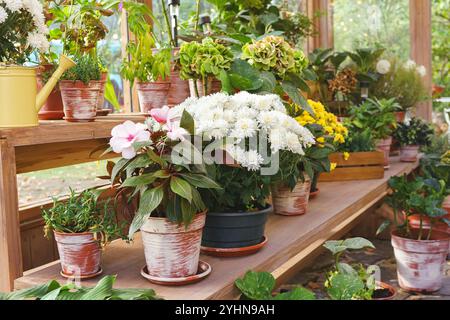 Various potted plants with blooming flowers on wooden shelves inside greenhouse with natural sun light.  White and yellow chrysanthemums, pink balsam Stock Photo