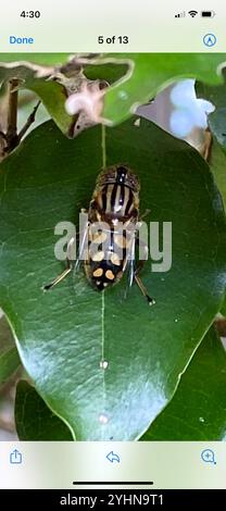 Native Drone Fly (Eristalinus punctulatus), Insecta, Sinnamon Park ...