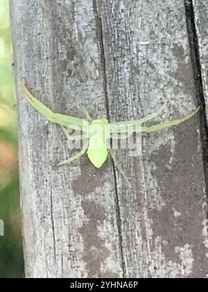 American Green Crab Spider (Misumessus oblongus) Stock Photo