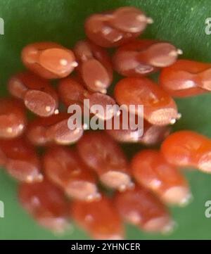 Leaf-footed Bugs and Allies (Coreoidea Stock Photo - Alamy
