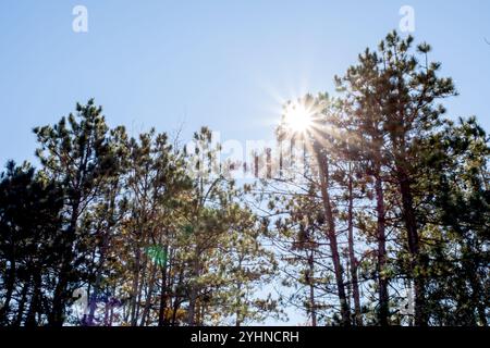 Beautiful daytime forest landscape with sun beams shining through the trees. Stock Photo