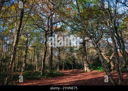 Petts Woods and Scadbury Park in the Autumn in south-east London, England Stock Photo
