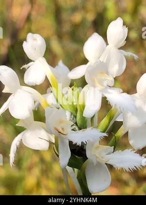 White-fringed Orchid (Platanthera blephariglottis) Stock Photo