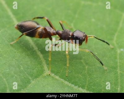 Slender Ant-mimic Jumping Spider (Synemosyna formica) Stock Photo