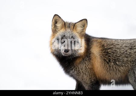 Portrait of a cross fox, a melanistic color variant of a red fox, standing in the snow near Churchill, Manitoba Stock Photo