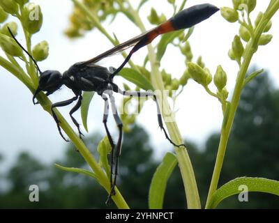 Common Thread-waisted Wasp (Ammophila procera) Stock Photo