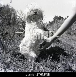 1960s, historical, a small dog with a shaggy coat, outside standing on its hind legs, being tickled by its owner, front legs and paws in the air. Stock Photo