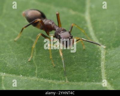 Slender Ant-mimic Jumping Spider (Synemosyna formica) Stock Photo